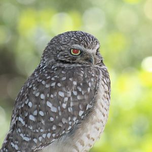 Burrowing Owl