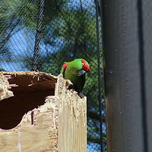 Thick-Billed Parrot