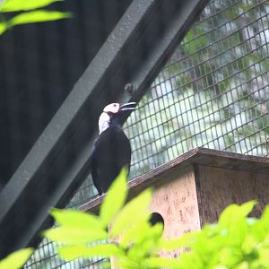 Coleto (Sarcops calvus)