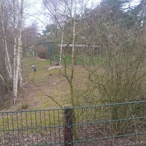 African marabu enclosure