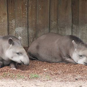 Lowland tapirs