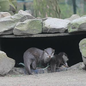 Asian small-clawed otter - mother and child