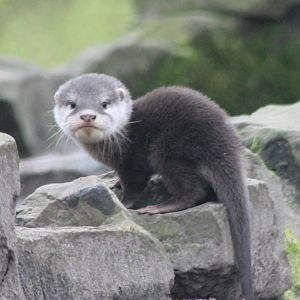 Young Small-clawed otter