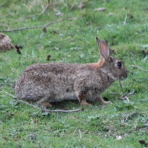 Wild rabbit