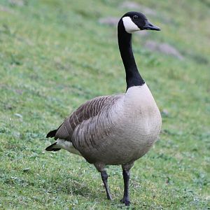 Canada goose