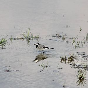 Pied wagtail