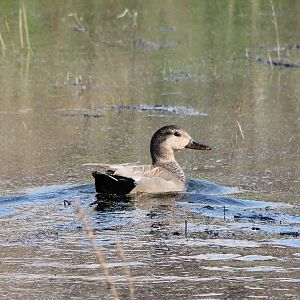 Gadwall male