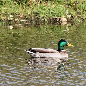 Mallard male
