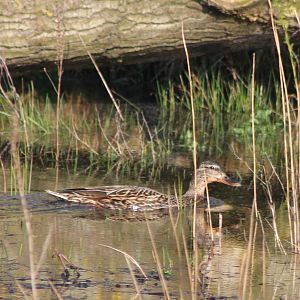 Gadwall female
