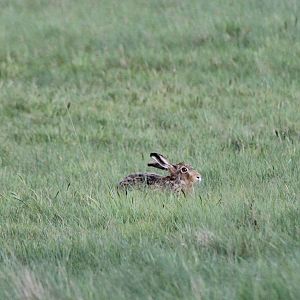 European hare