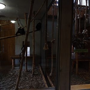 Jihlava 04/2016: Gibbons indoors