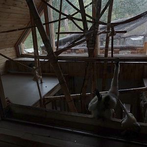 Jihlava 04/2016: Gibbons indoor, upper floor