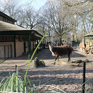 Llama and Patagonian cavy enclosure