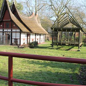 Enclosure Celebes crested macaque