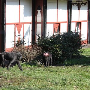 Celebes crested macaques