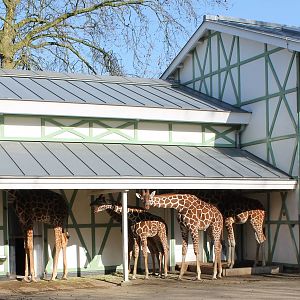 Hiding Reticulated giraffes