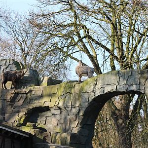 Alpine ibex enclosure