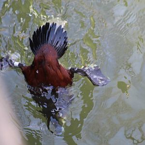 American Ruddy Duck Diving