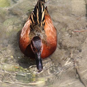 Cinnamon Teal