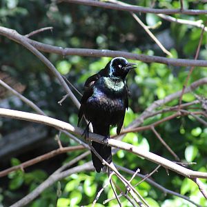 Common Grackle