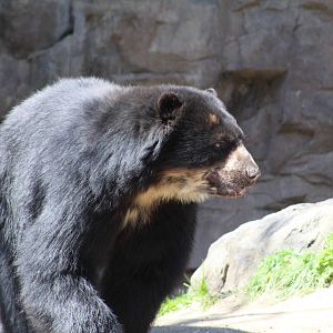 Andean Bear