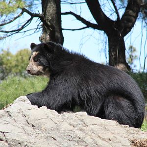 Andean Bear
