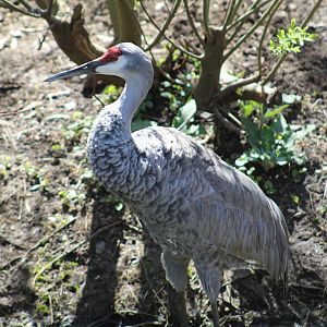 Florida Sandhill Crane