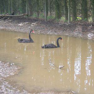 Black Swan`s in childrens farm