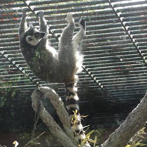 Ring-tailed lemur
