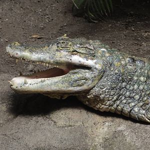 Spectacled caiman