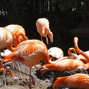 American flamingos