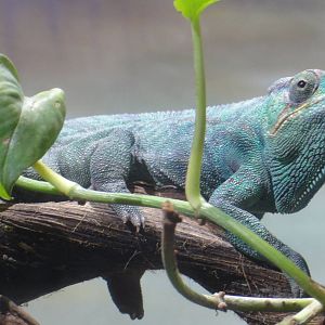 Panther chameleon