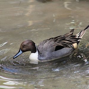 Northern Pintail