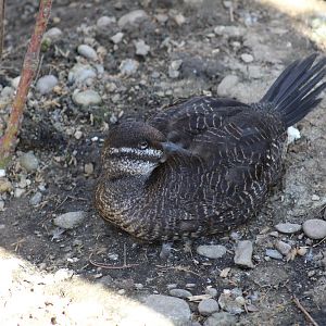 Argentine Ruddy Duck