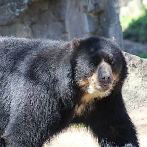 Andean Bear