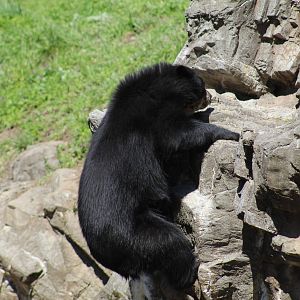 Andean Bear