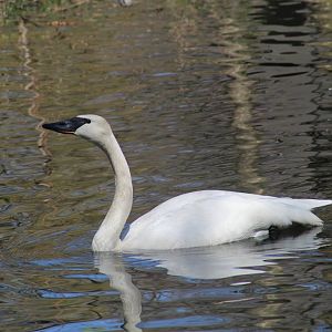 Trumpeter Swan
