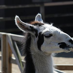 Llama