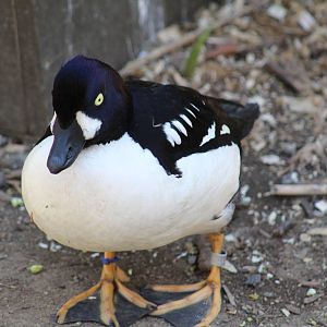 Barrow's Goldeneye