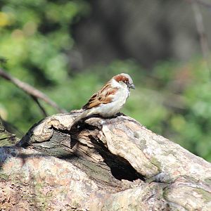 House Sparrow