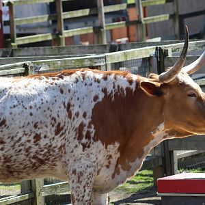 Texas Longhorn