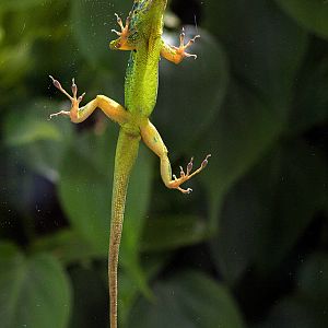 Spotted Martinique's Anole