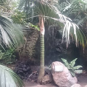 Waterfall in Asian tropical hall