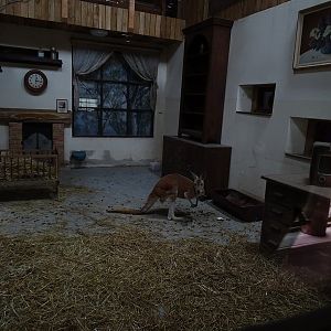 Jihlava 04/2016: Red Kangaroo enclosure