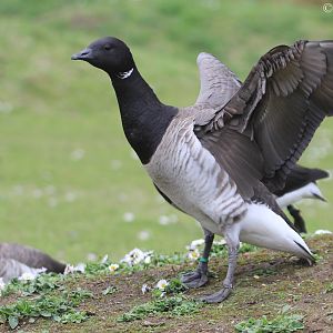 Pale-bellied Brent Goose (Branta bernicla hrota), April 2016