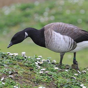 Pale-bellied Brent Goose (Branta bernicla hrota), April 2016