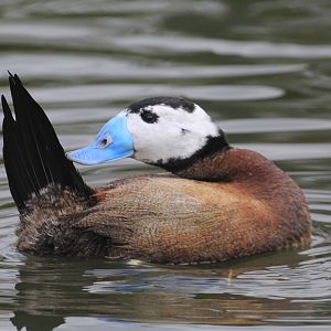 White-headed Duck (Oxyura leucocephala), April 2016