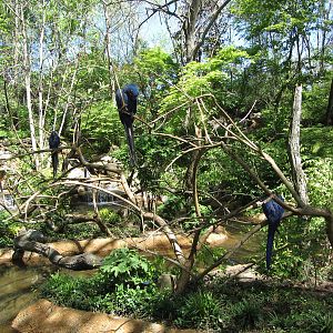 Hyacinth Macaw Islands