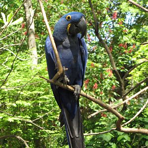 Hyacinth Macaw