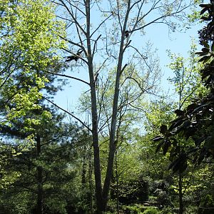 Siamangs Swinging in the Trees
